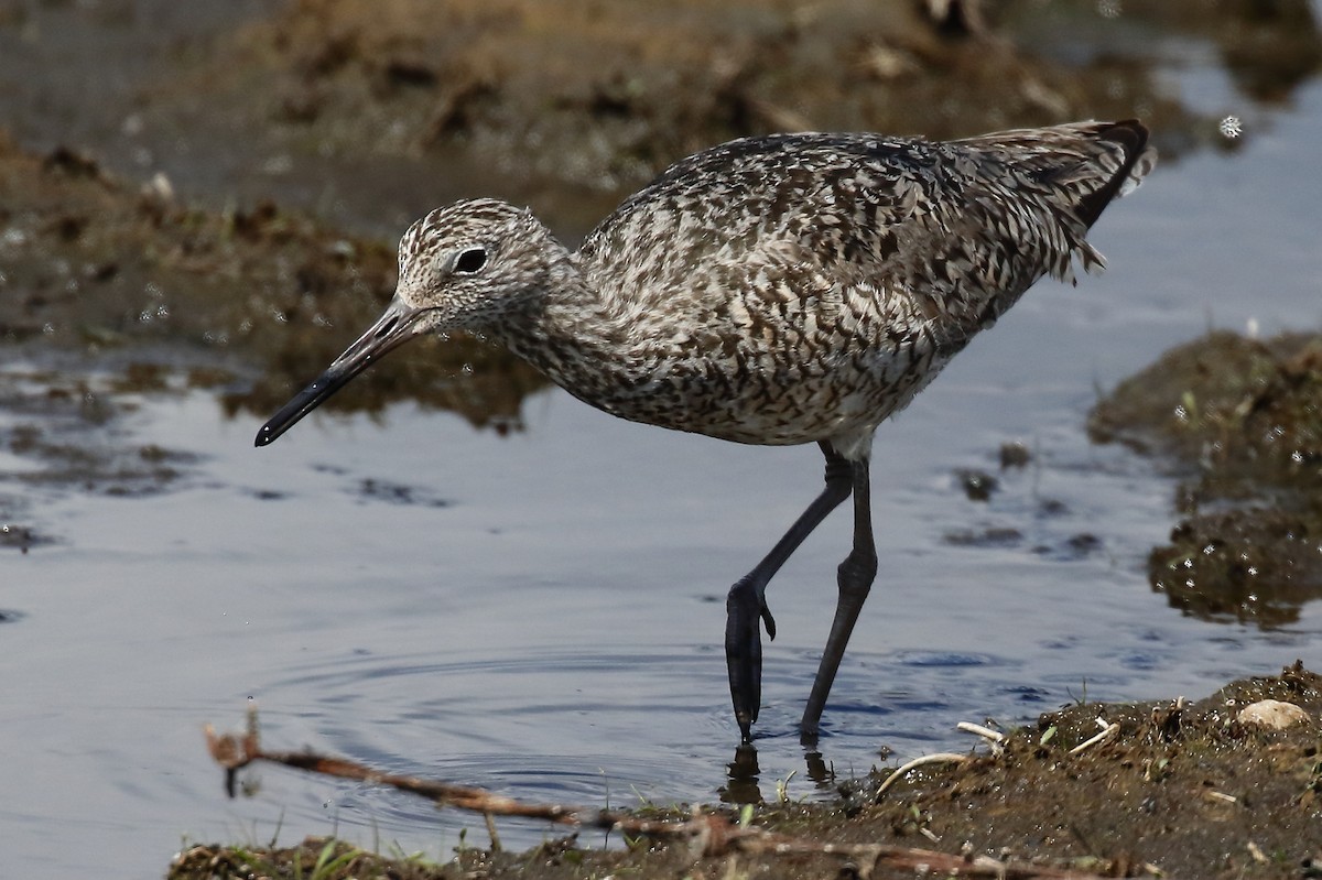 Willet - ML620312481