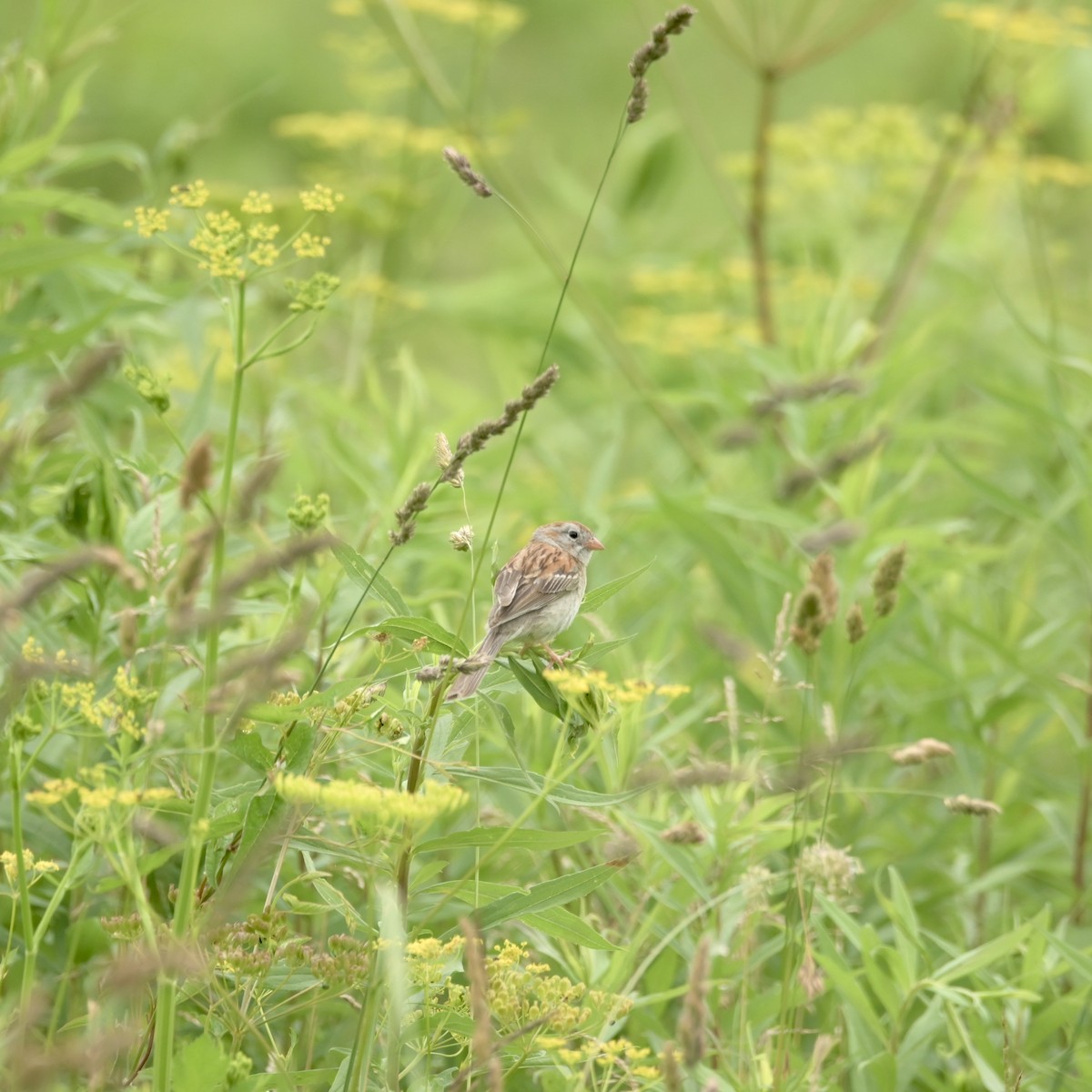 Field Sparrow - ML620312491