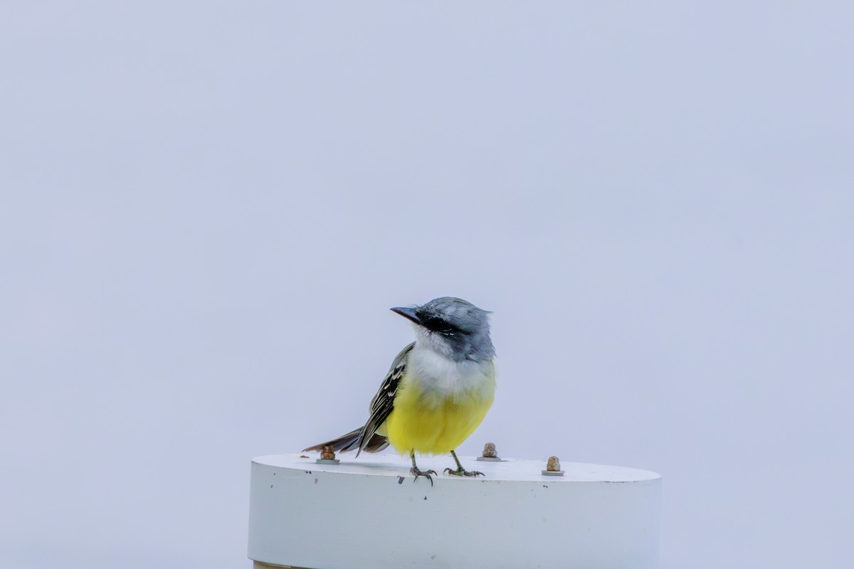 Snowy-throated Kingbird - ML620312492