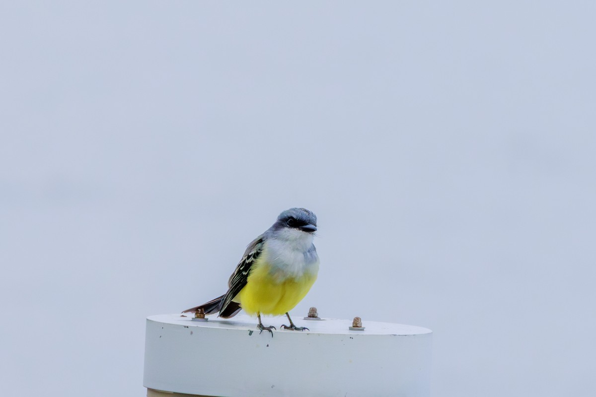 Snowy-throated Kingbird - ML620312493