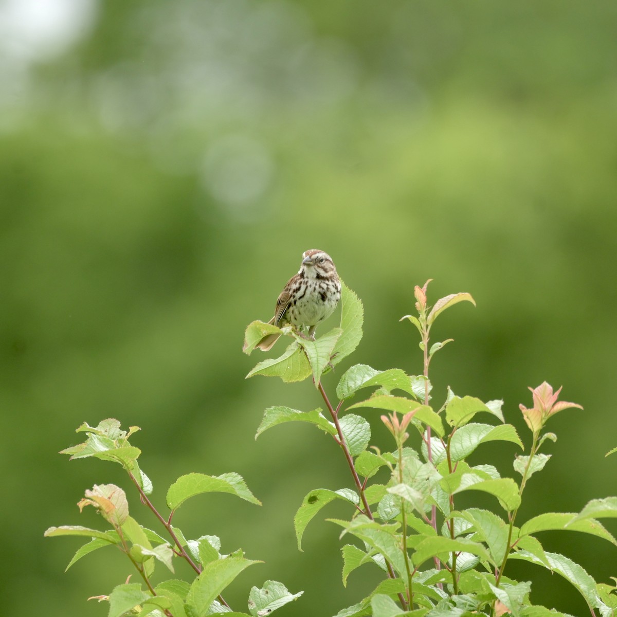 Song Sparrow - ML620312494