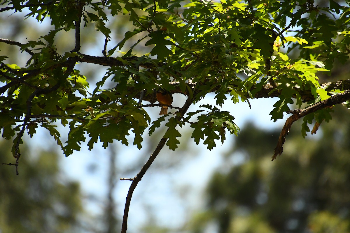 Black-headed Grosbeak - ML620312495