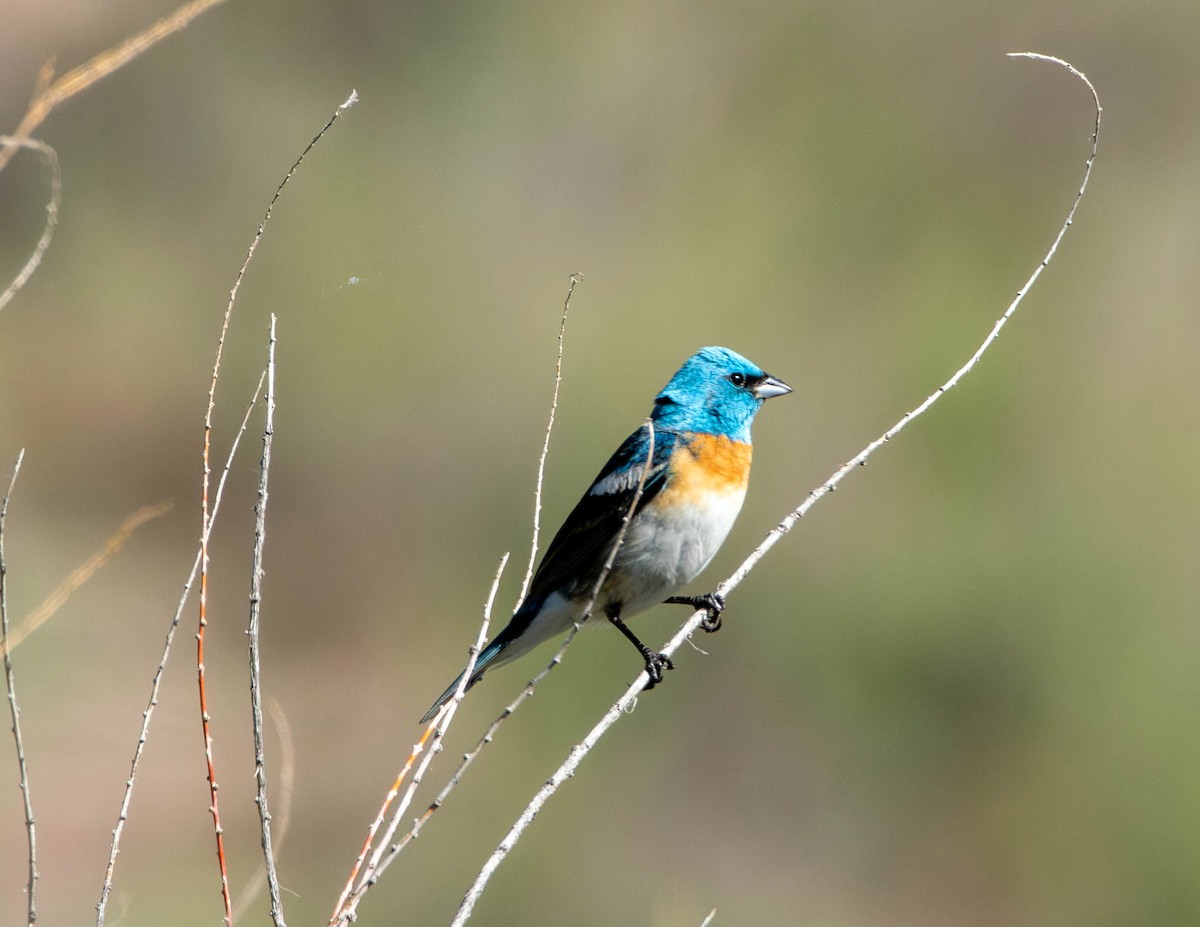 Lazuli Bunting - ML620312496