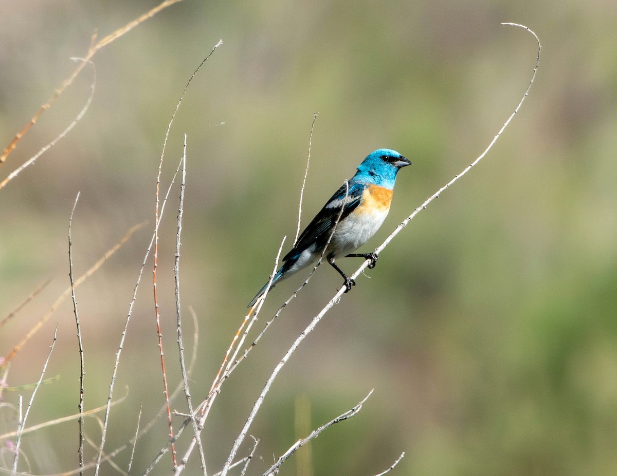 Lazuli Bunting - ML620312497