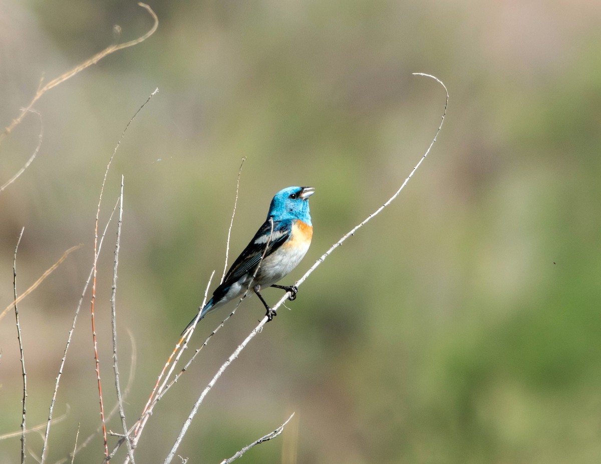 Lazuli Bunting - ML620312498