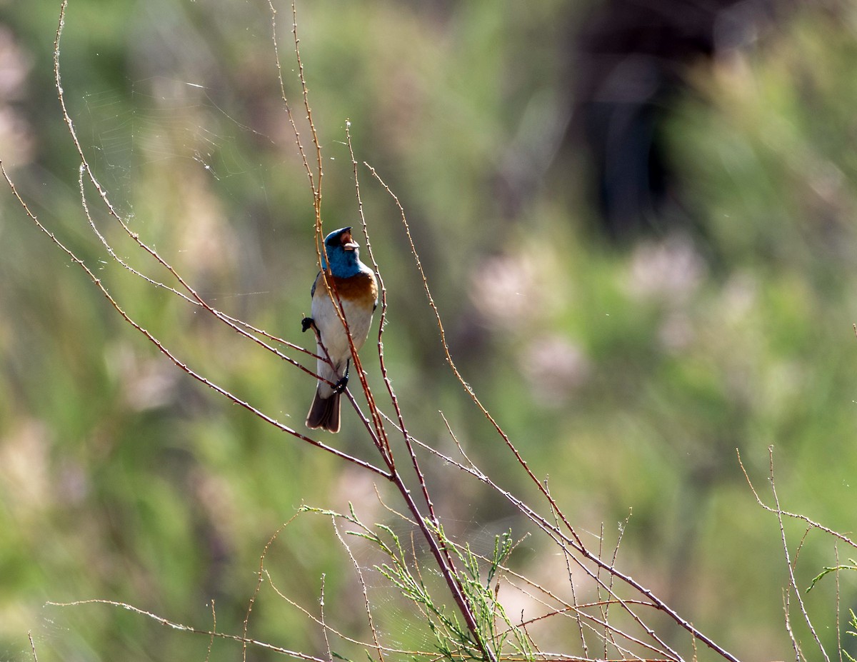 Lazuli Bunting - ML620312499