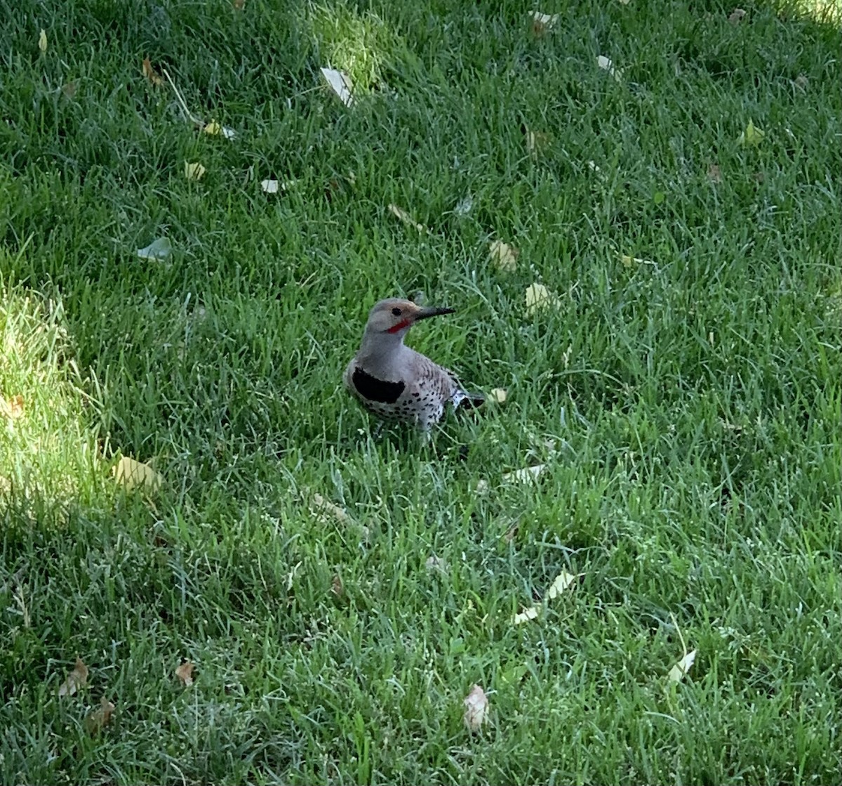 Northern Flicker - ML620312500