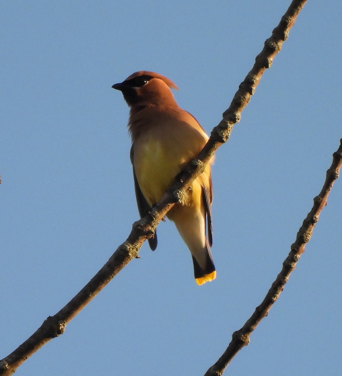 Cedar Waxwing - ML620312506