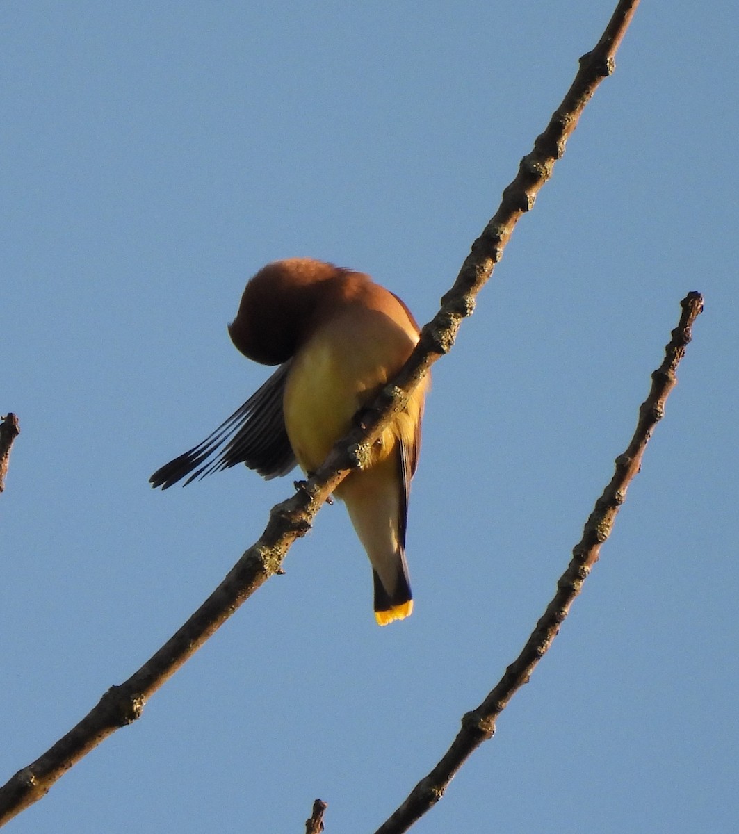 Cedar Waxwing - ML620312507