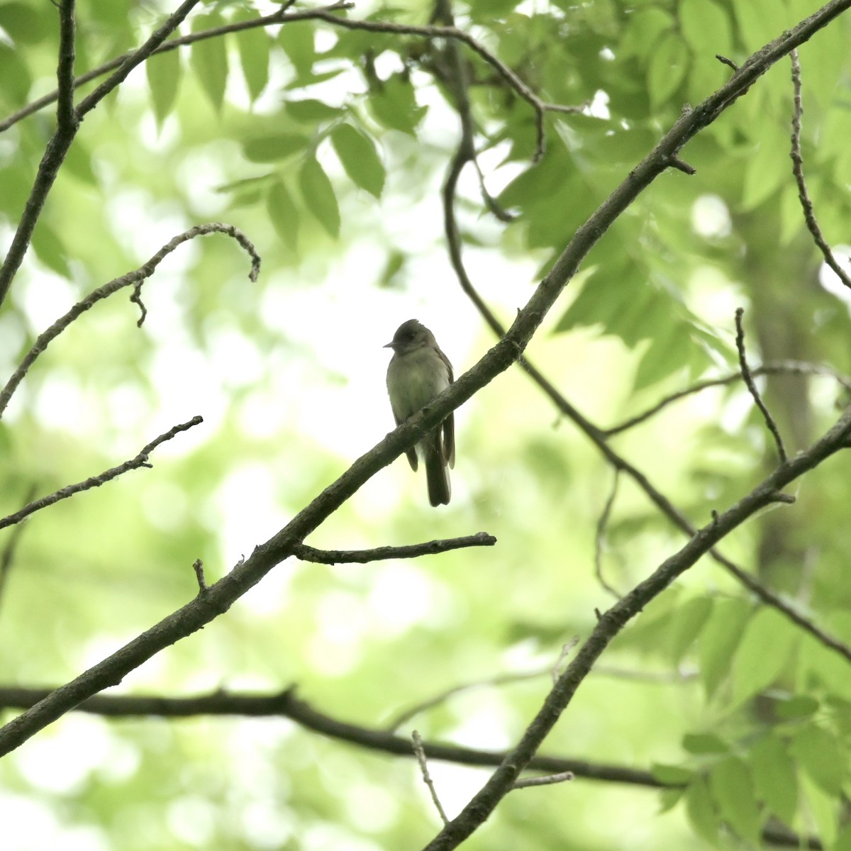 Eastern Wood-Pewee - ML620312509