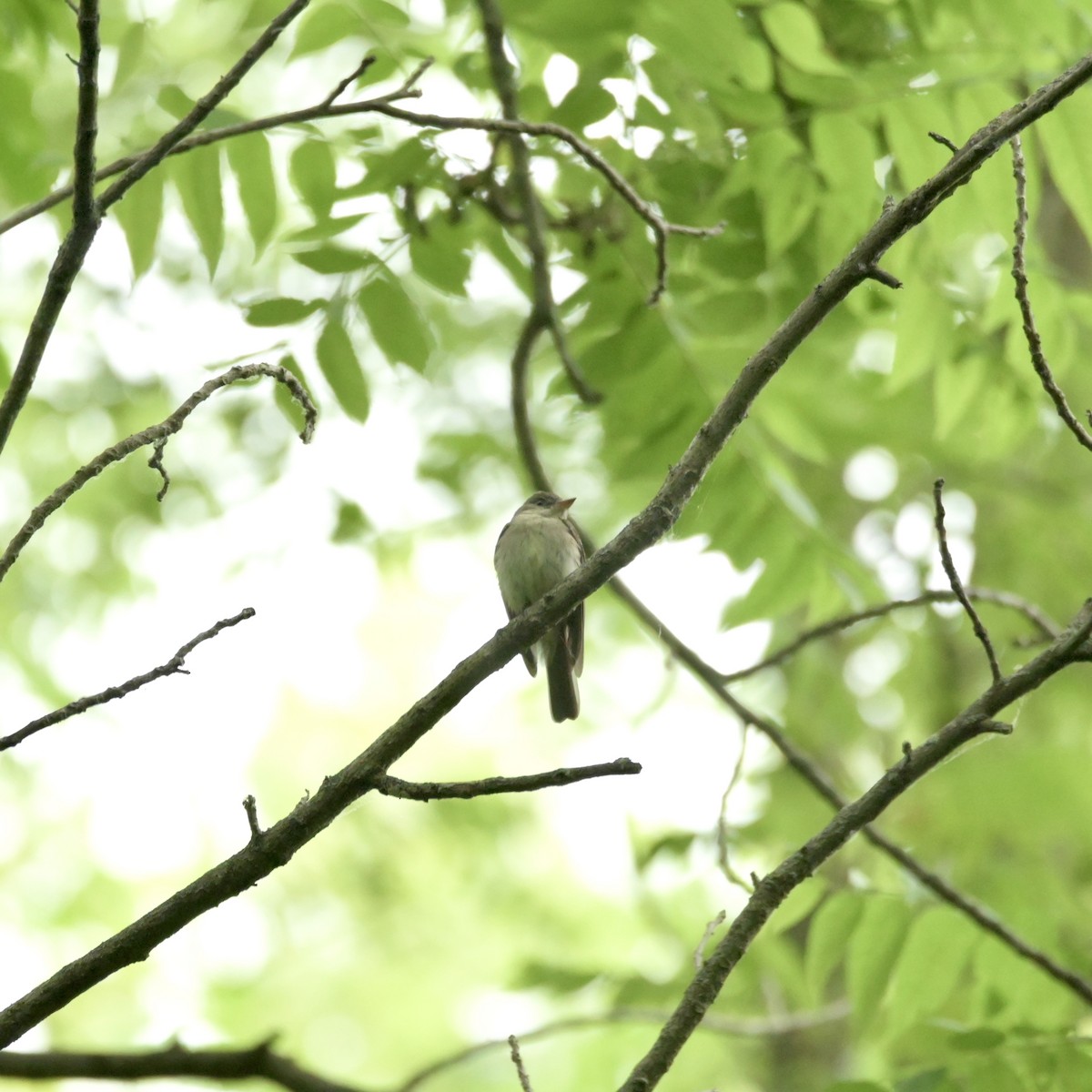 Eastern Wood-Pewee - ML620312510