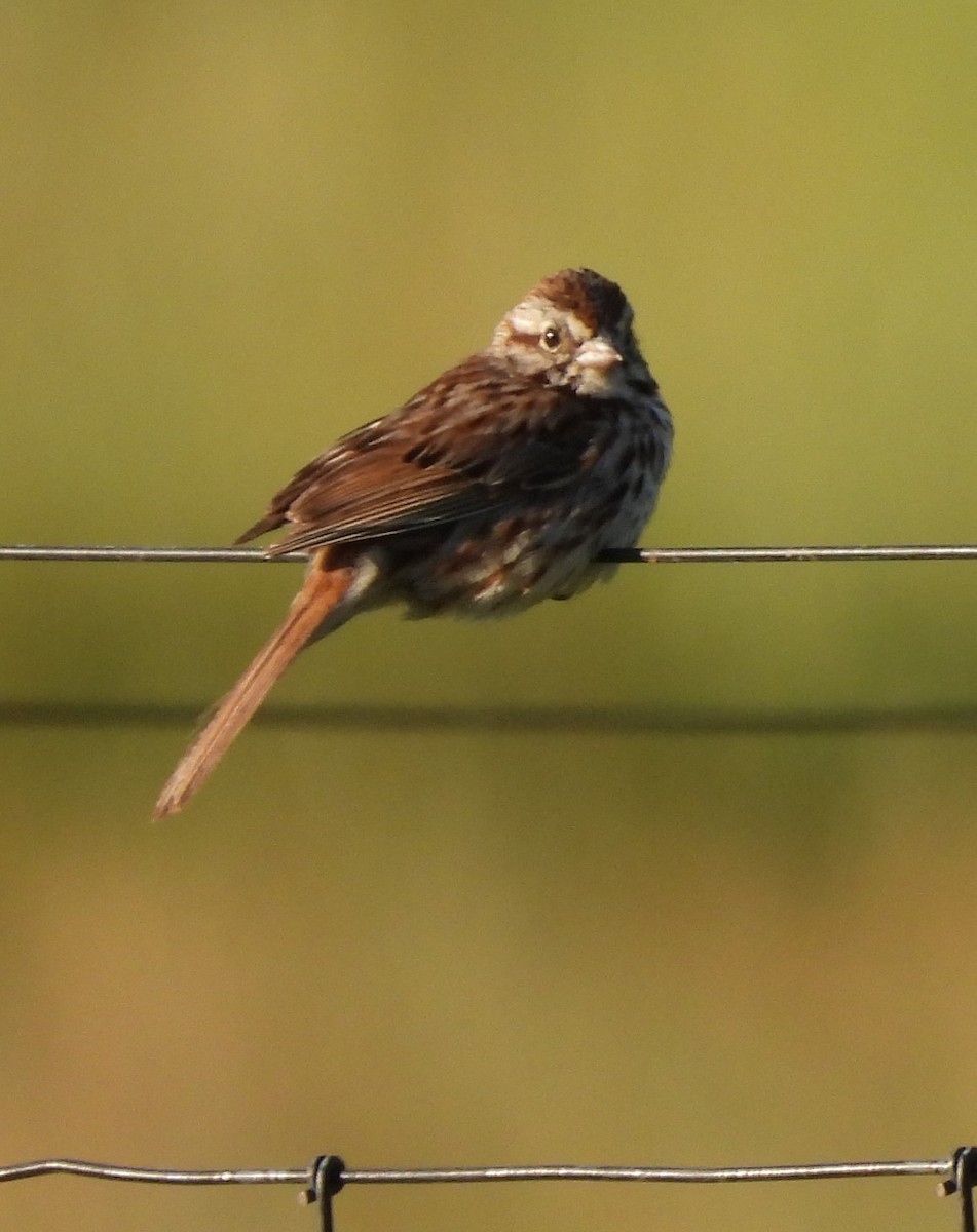 Song Sparrow (melodia/atlantica) - ML620312515