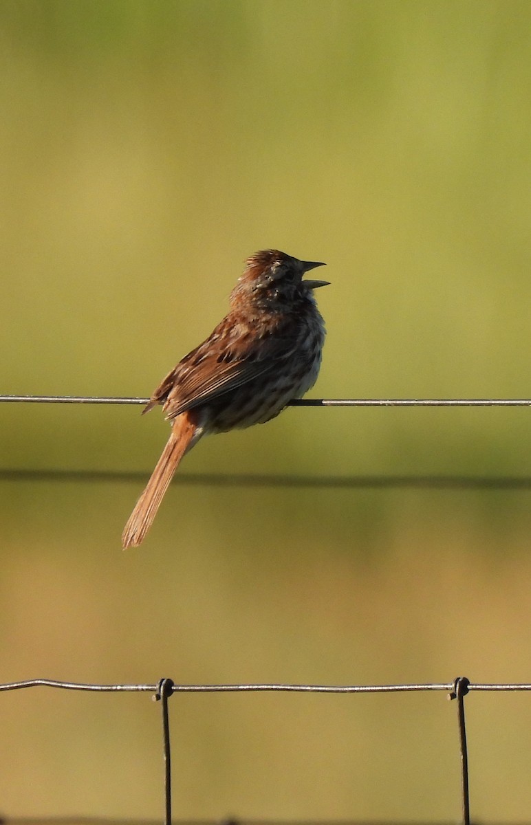 Song Sparrow (melodia/atlantica) - ML620312516