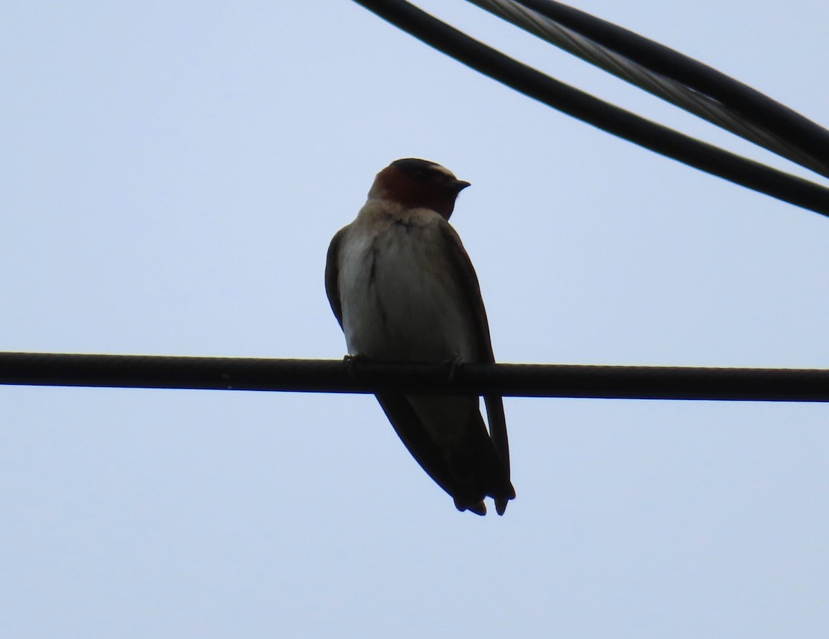 Cliff Swallow - ML620312517