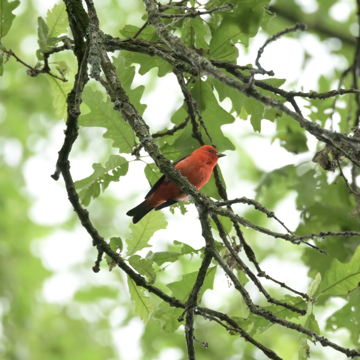 Scarlet Tanager - ML620312520
