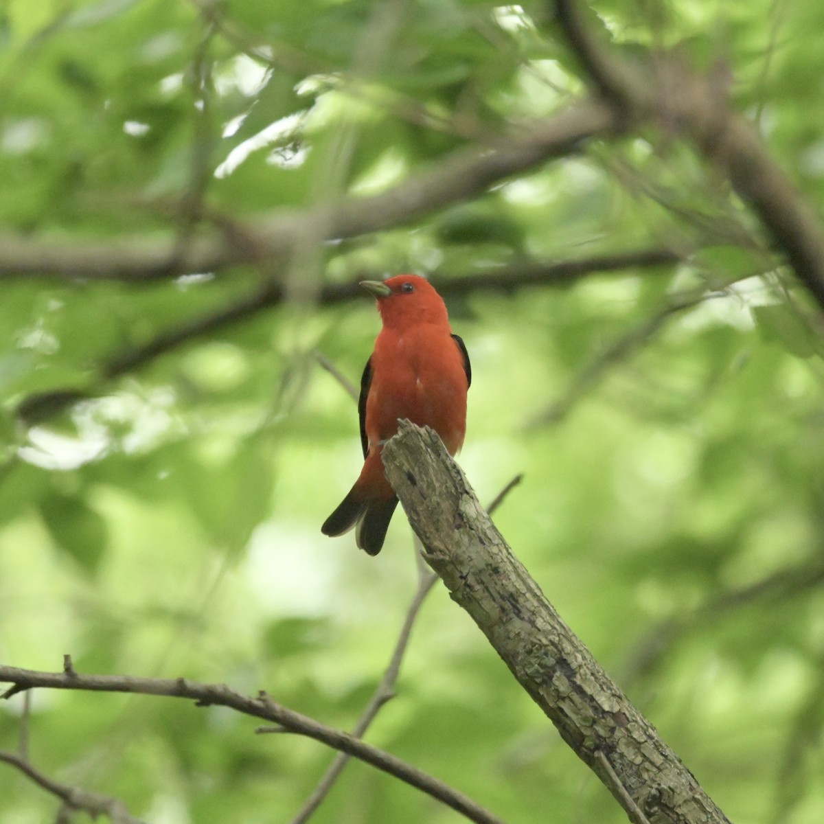 Scarlet Tanager - ML620312521