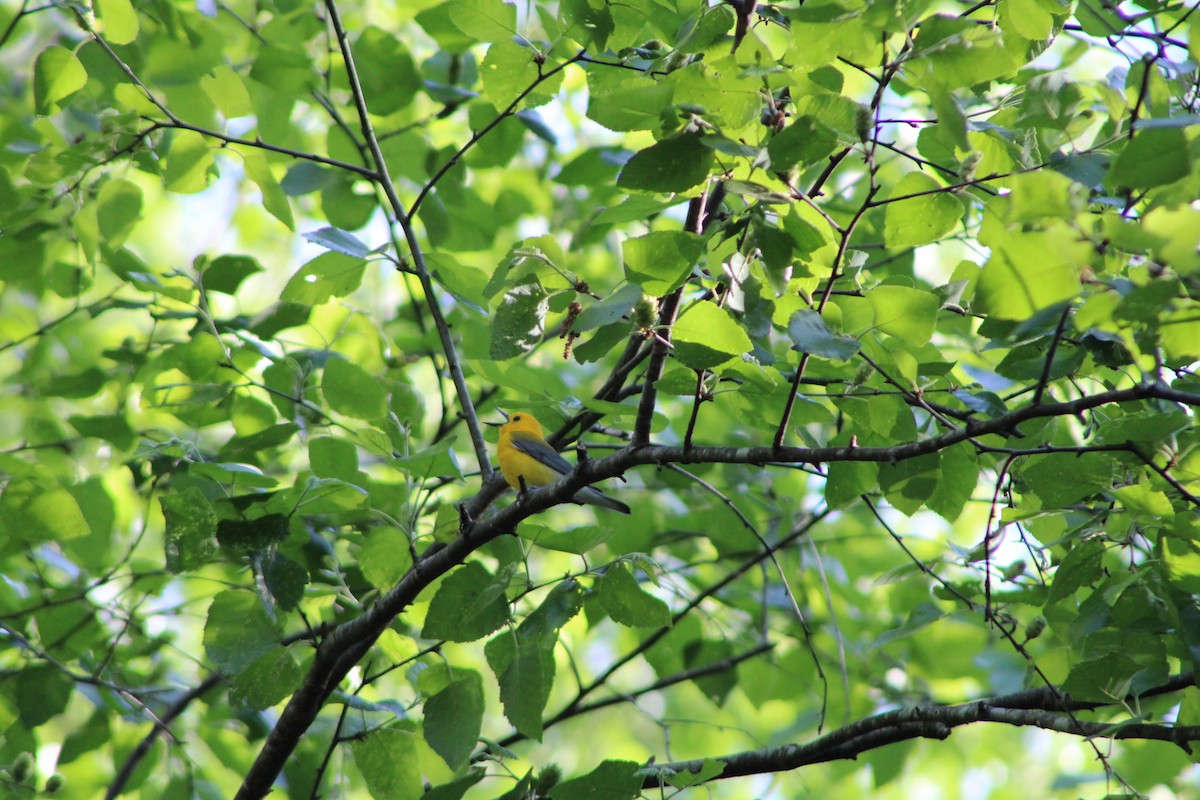 Prothonotary Warbler - ML620312523