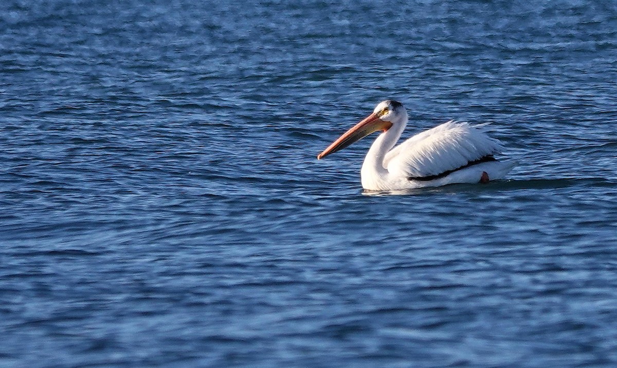 American White Pelican - ML620312524