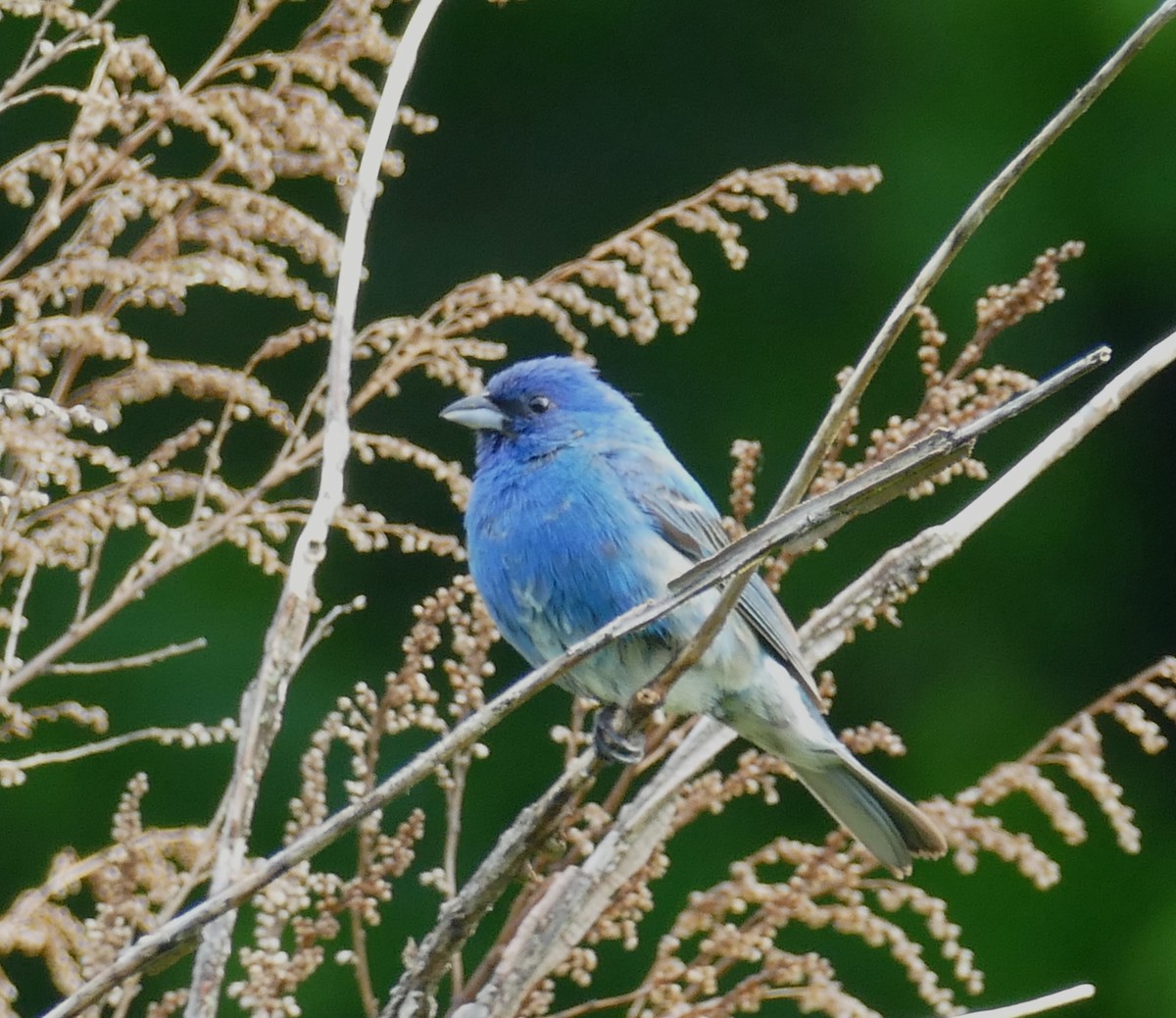 Indigo Bunting - ML620312526