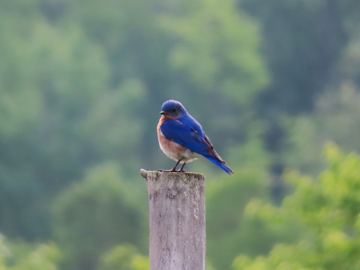 Eastern Bluebird - ML620312527