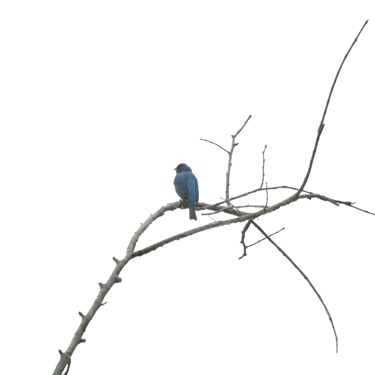 Indigo Bunting - ML620312528