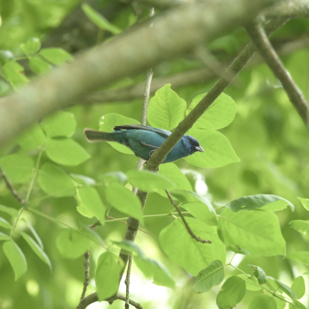 Indigo Bunting - ML620312529