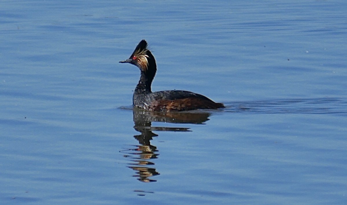 Eared Grebe - ML620312530