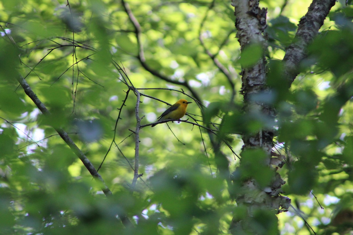 Prothonotary Warbler - ML620312531