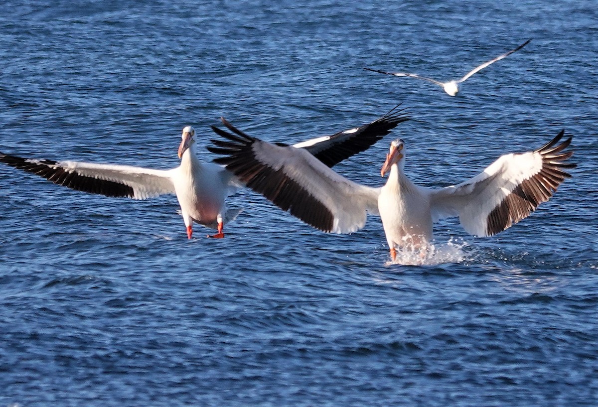 American White Pelican - ML620312532