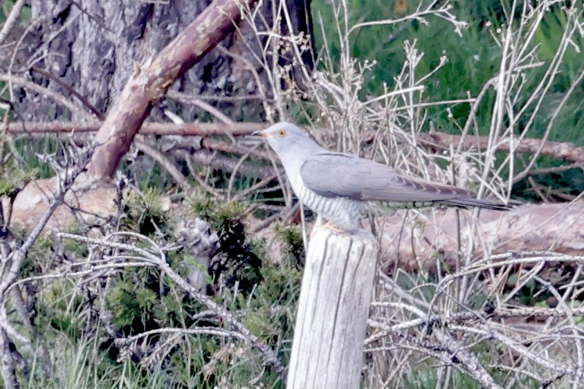 Common Cuckoo - ML620312534