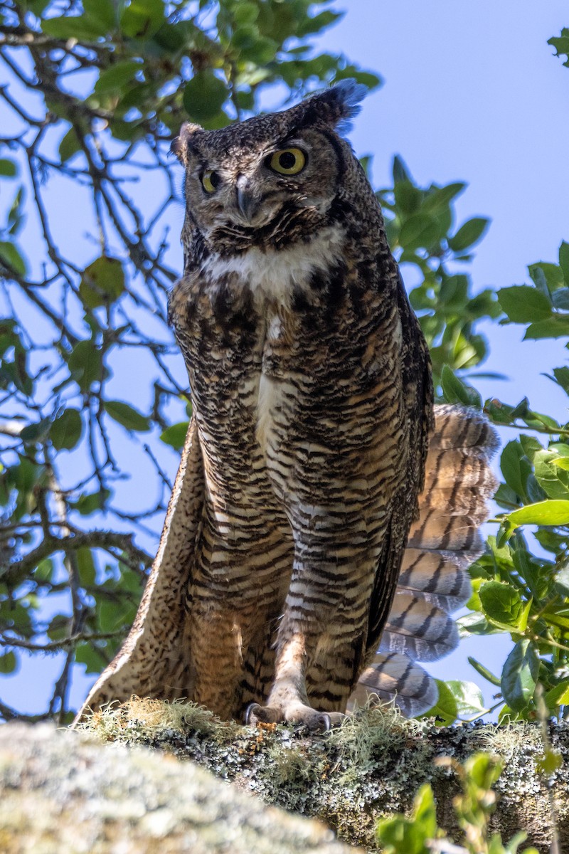 Great Horned Owl - ML620312536