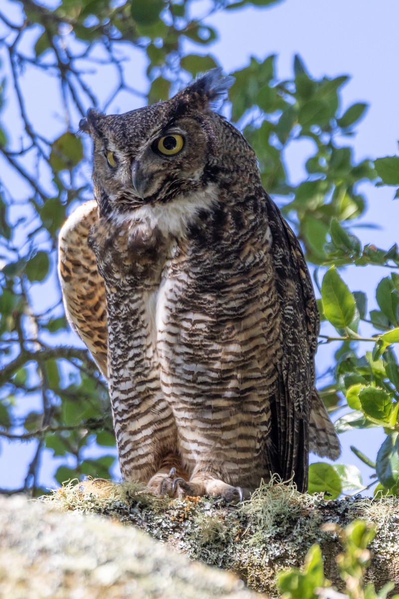 Great Horned Owl - ML620312540