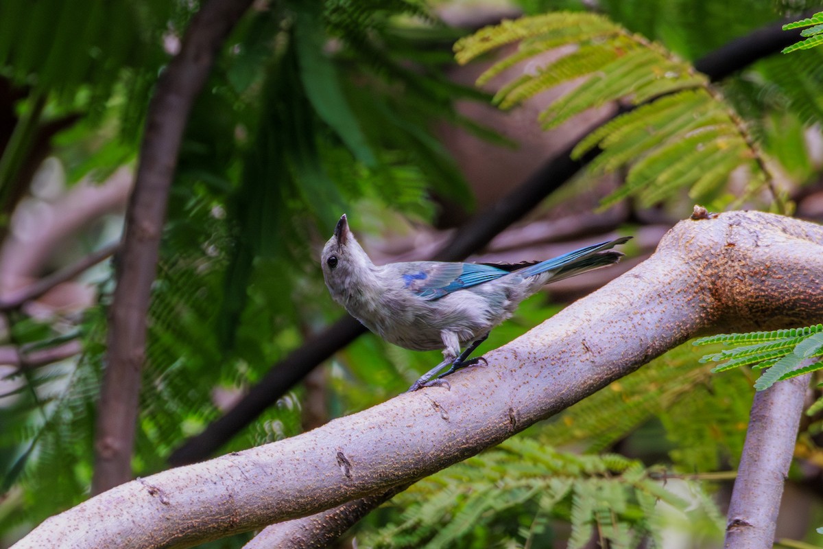 Blue-gray Tanager - ML620312541