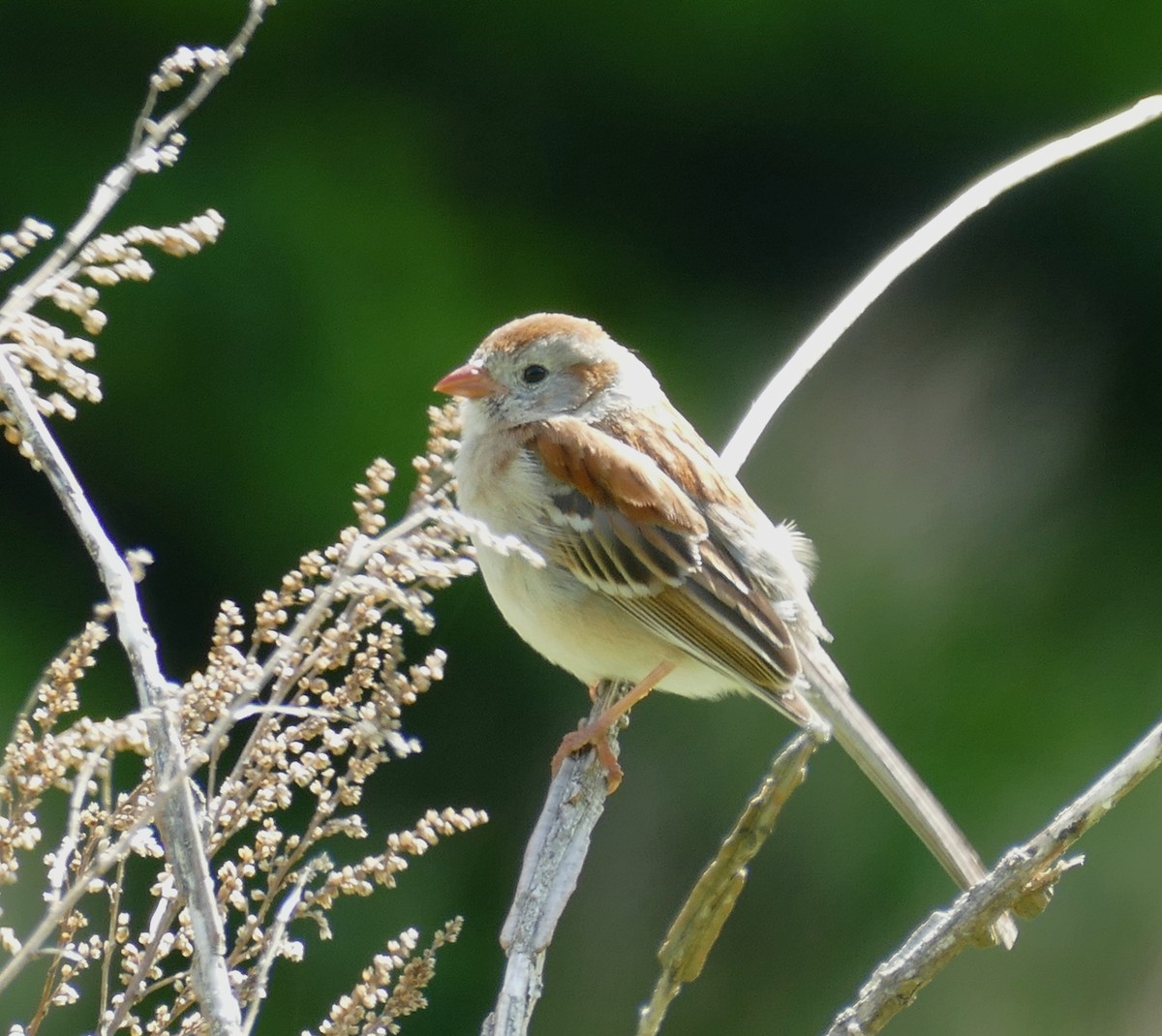 Field Sparrow - ML620312543