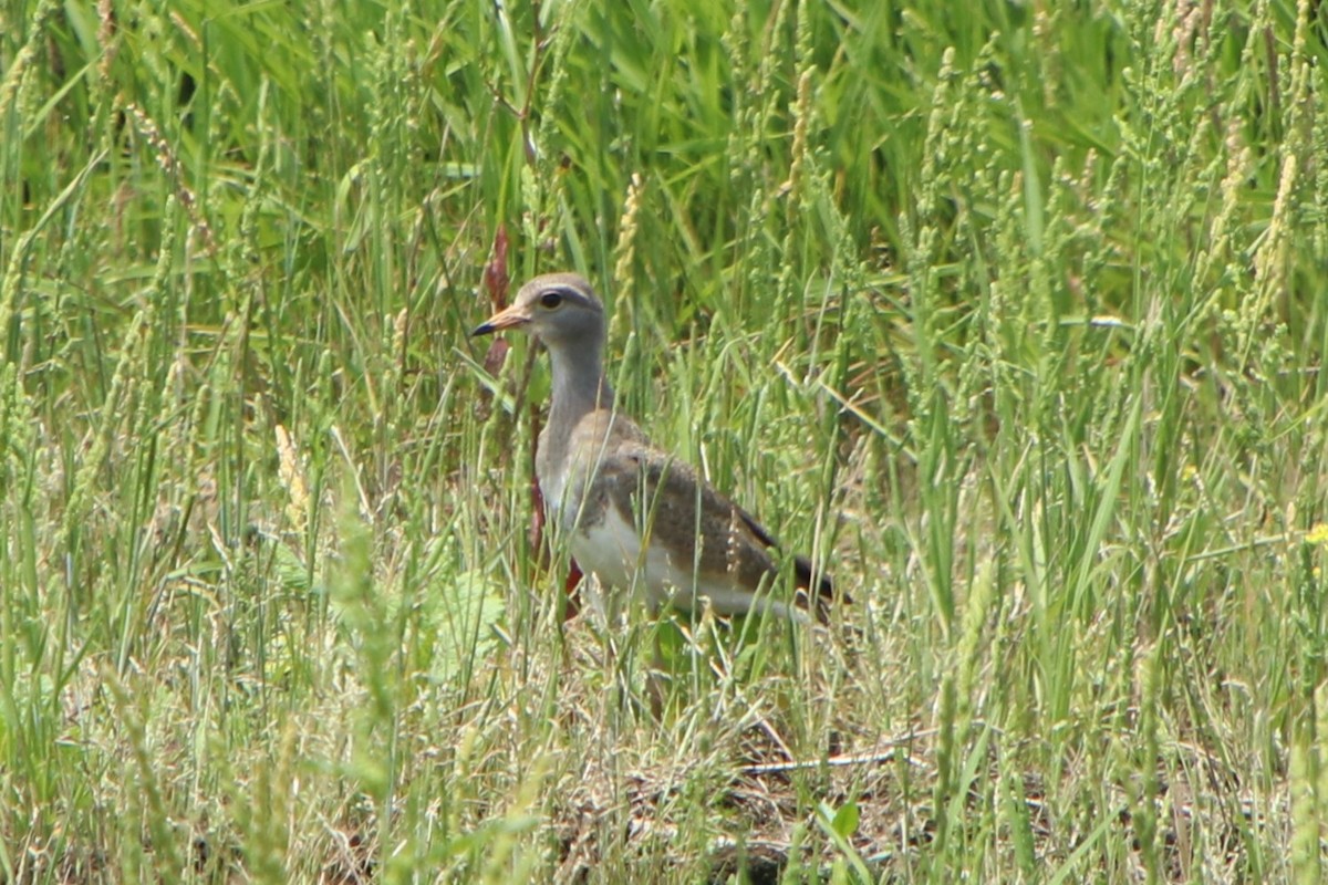 Vanneau à tête grise - ML620312544