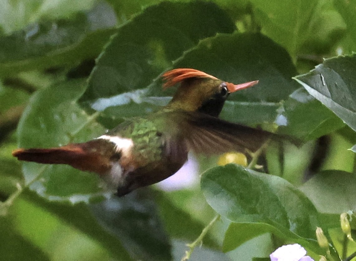 Rufous-crested Coquette - ML620312552