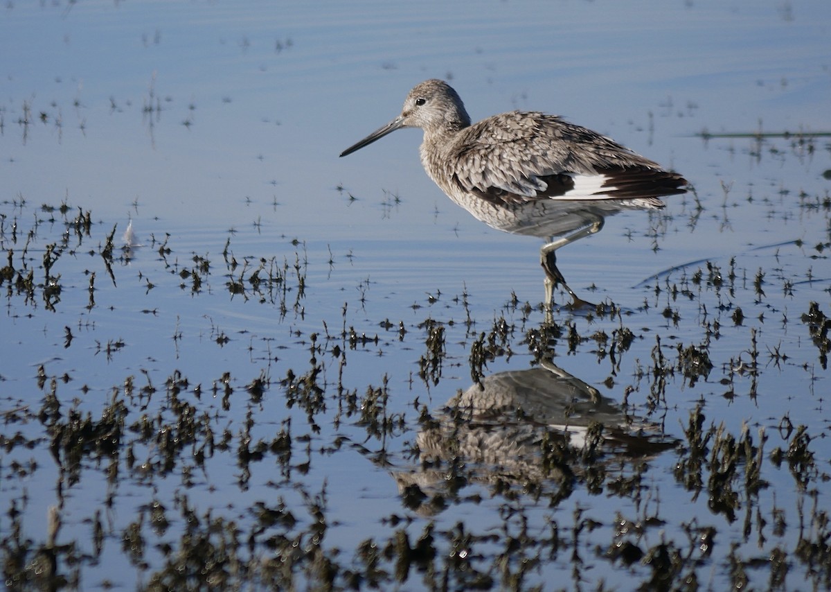 Willet - ML620312557