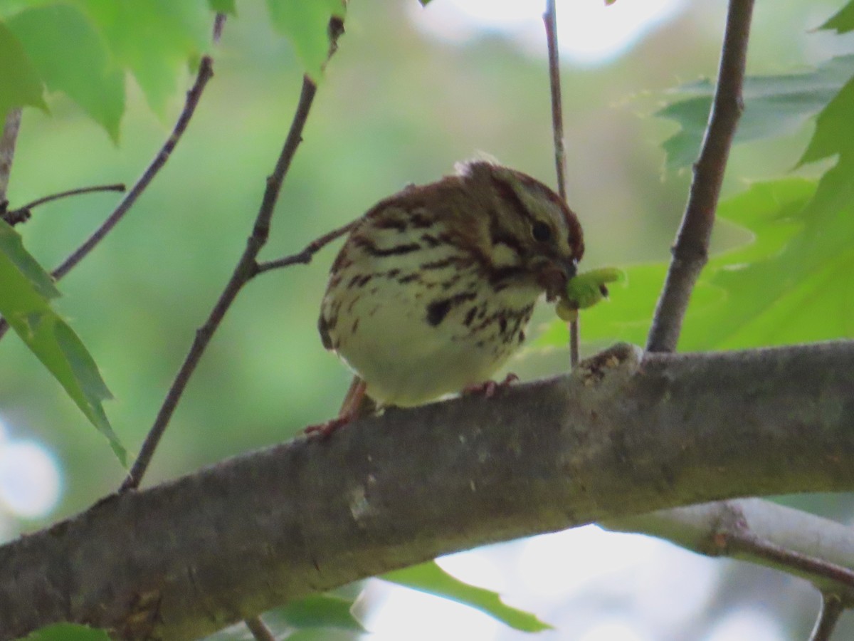 Song Sparrow - ML620312558