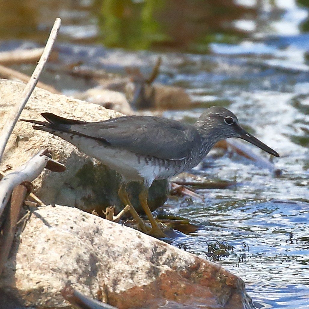 Wandering Tattler - ML620312564