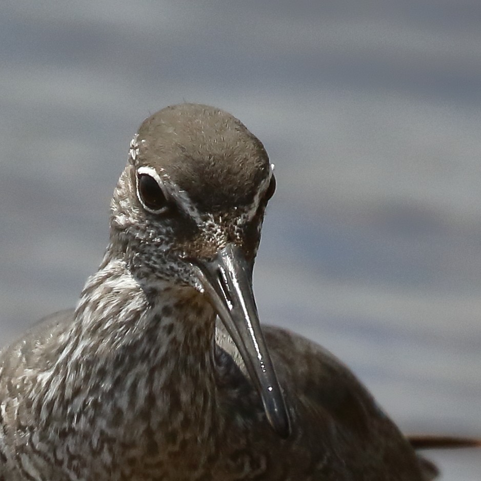 Wandering Tattler - ML620312566