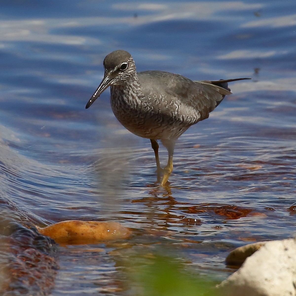 Wanderwasserläufer - ML620312570