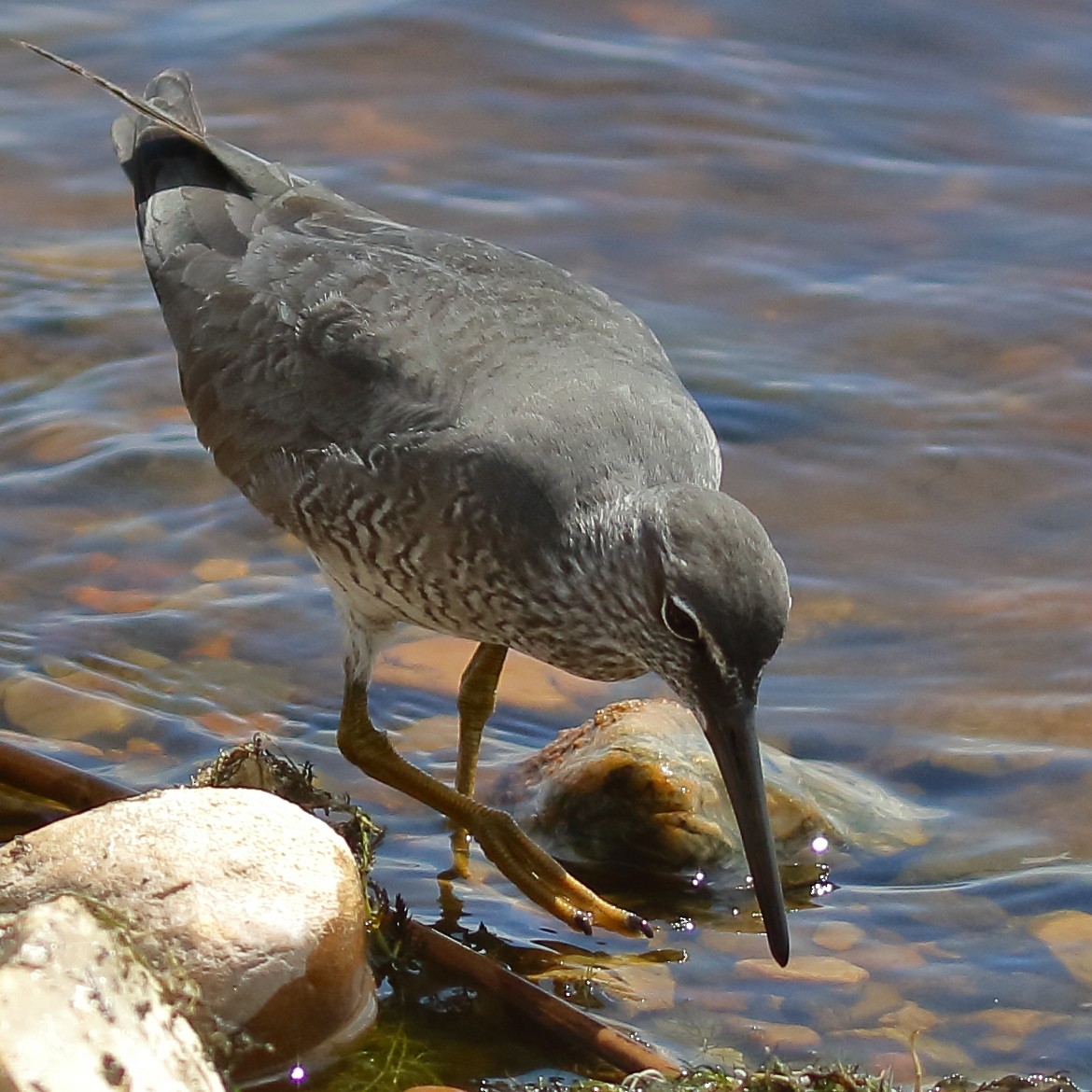 Wanderwasserläufer - ML620312575