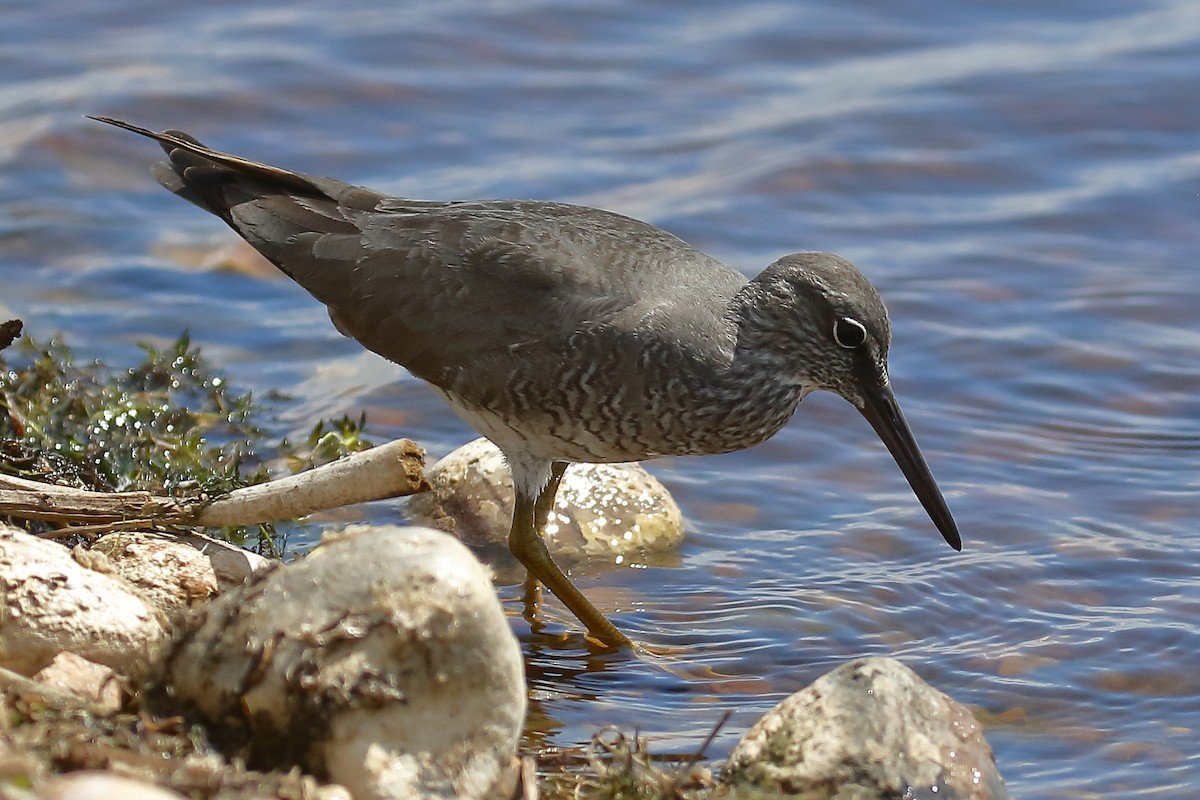 Wanderwasserläufer - ML620312578