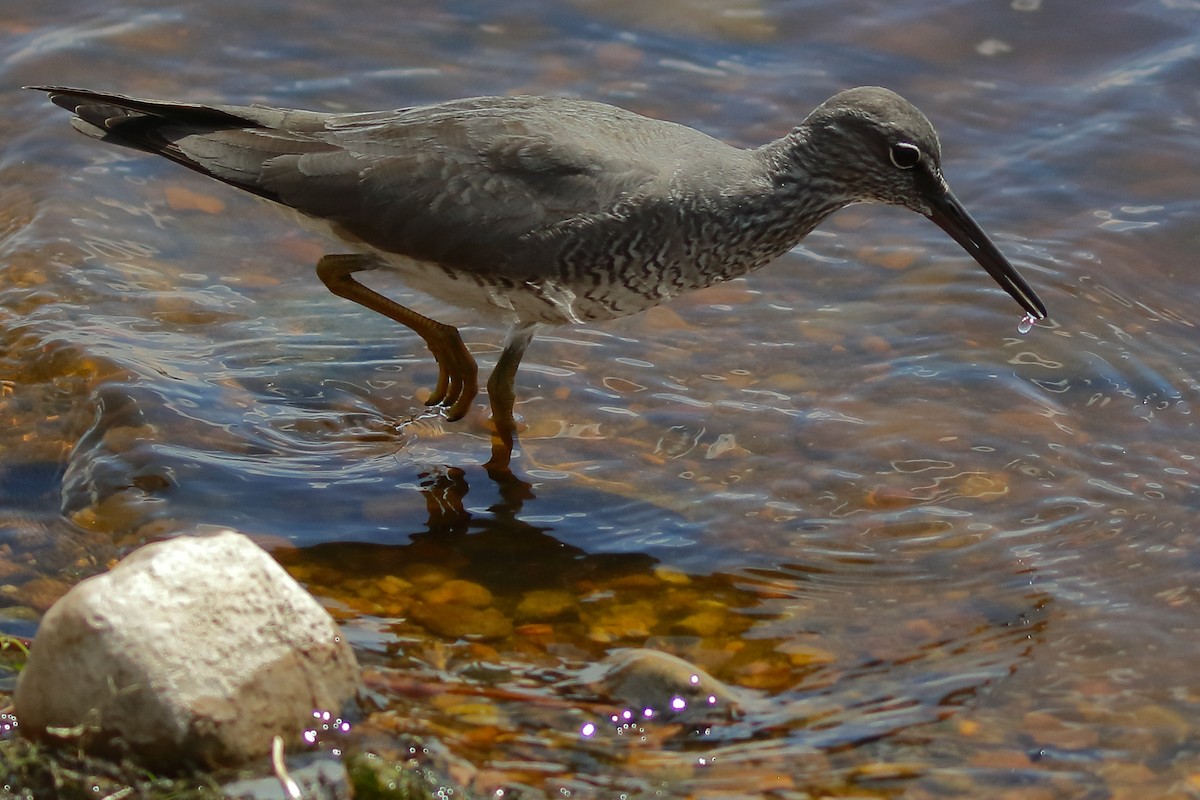 Wanderwasserläufer - ML620312579