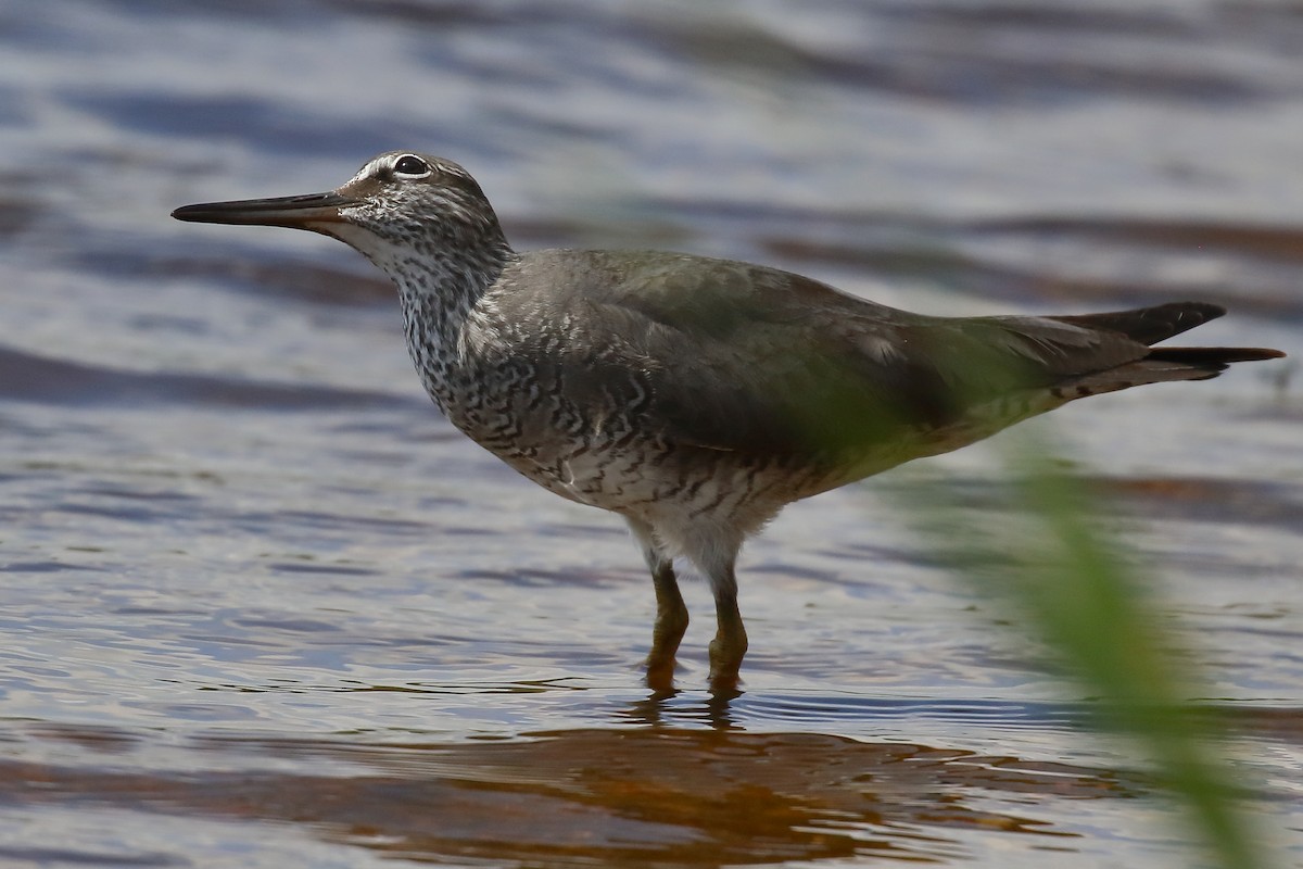 Wandering Tattler - ML620312581