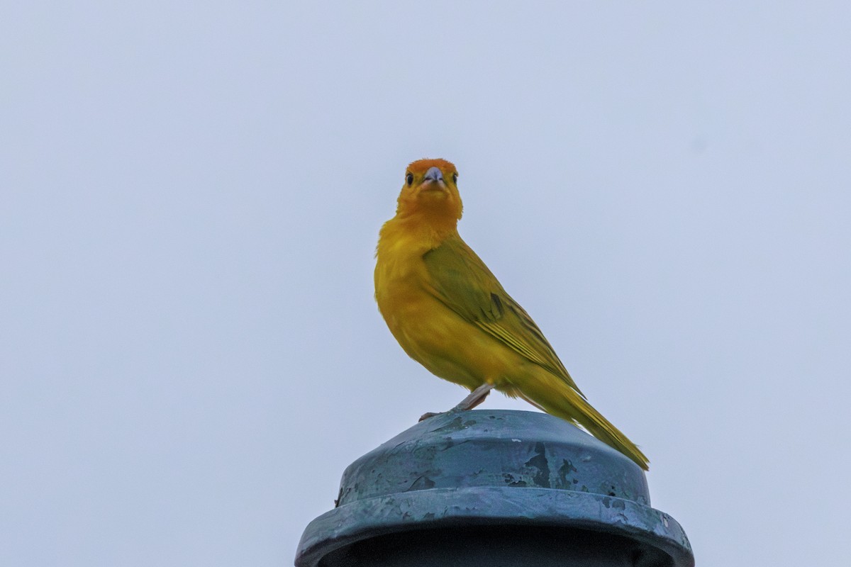 Saffron Finch - ML620312584