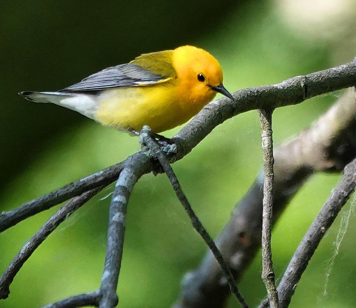 Prothonotary Warbler - ML620312597