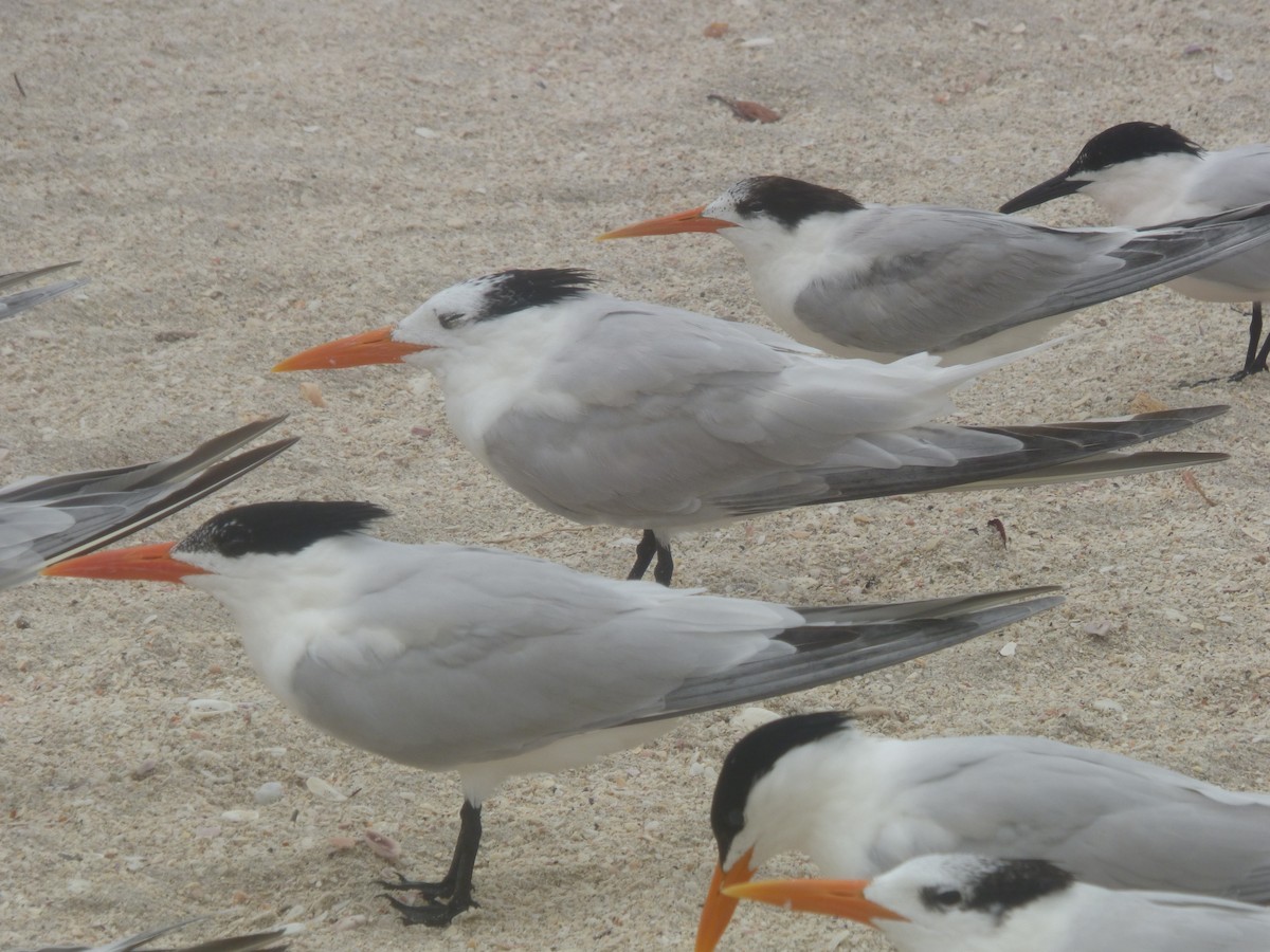 Elegant Tern - Betty Holcomb