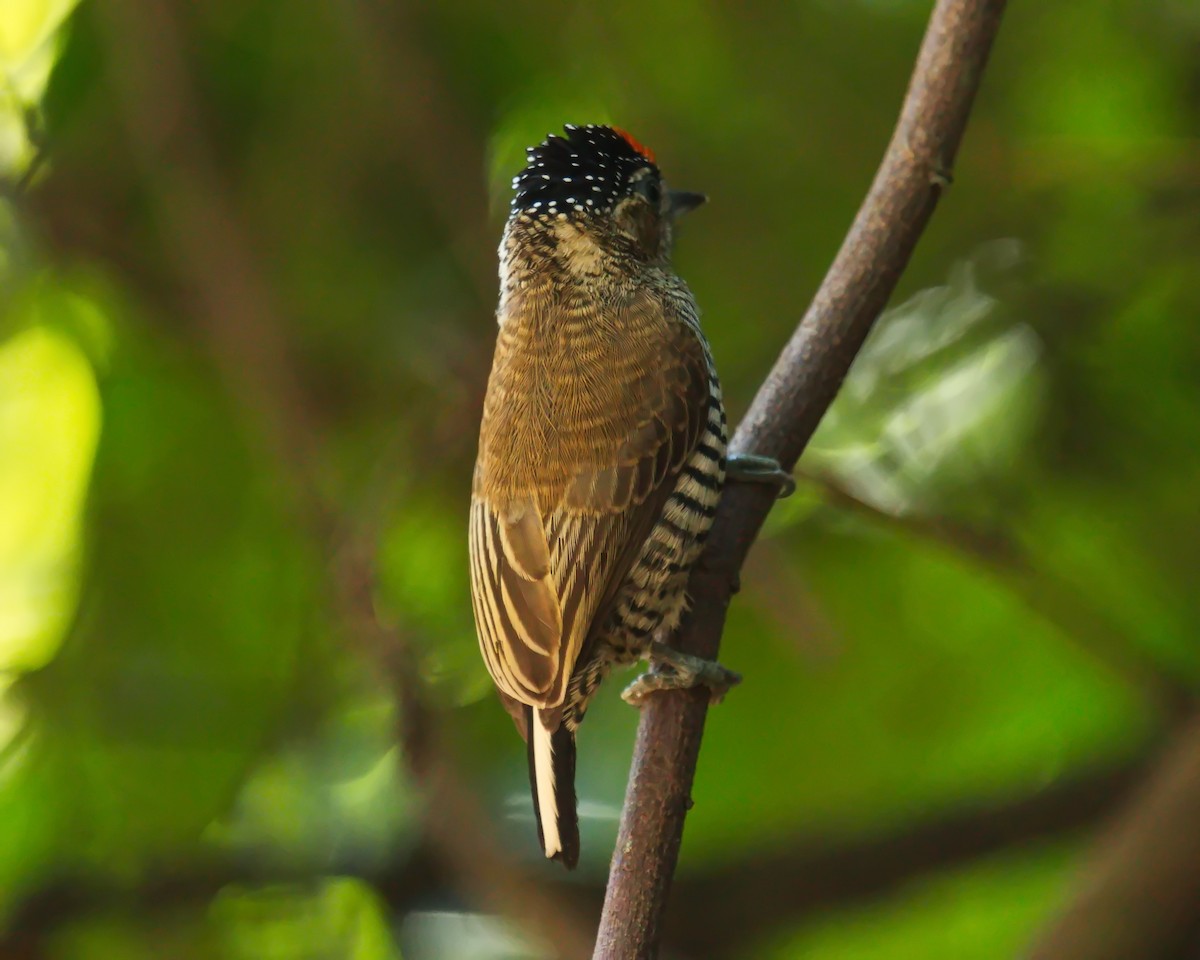 White-barred Piculet - ML620312600