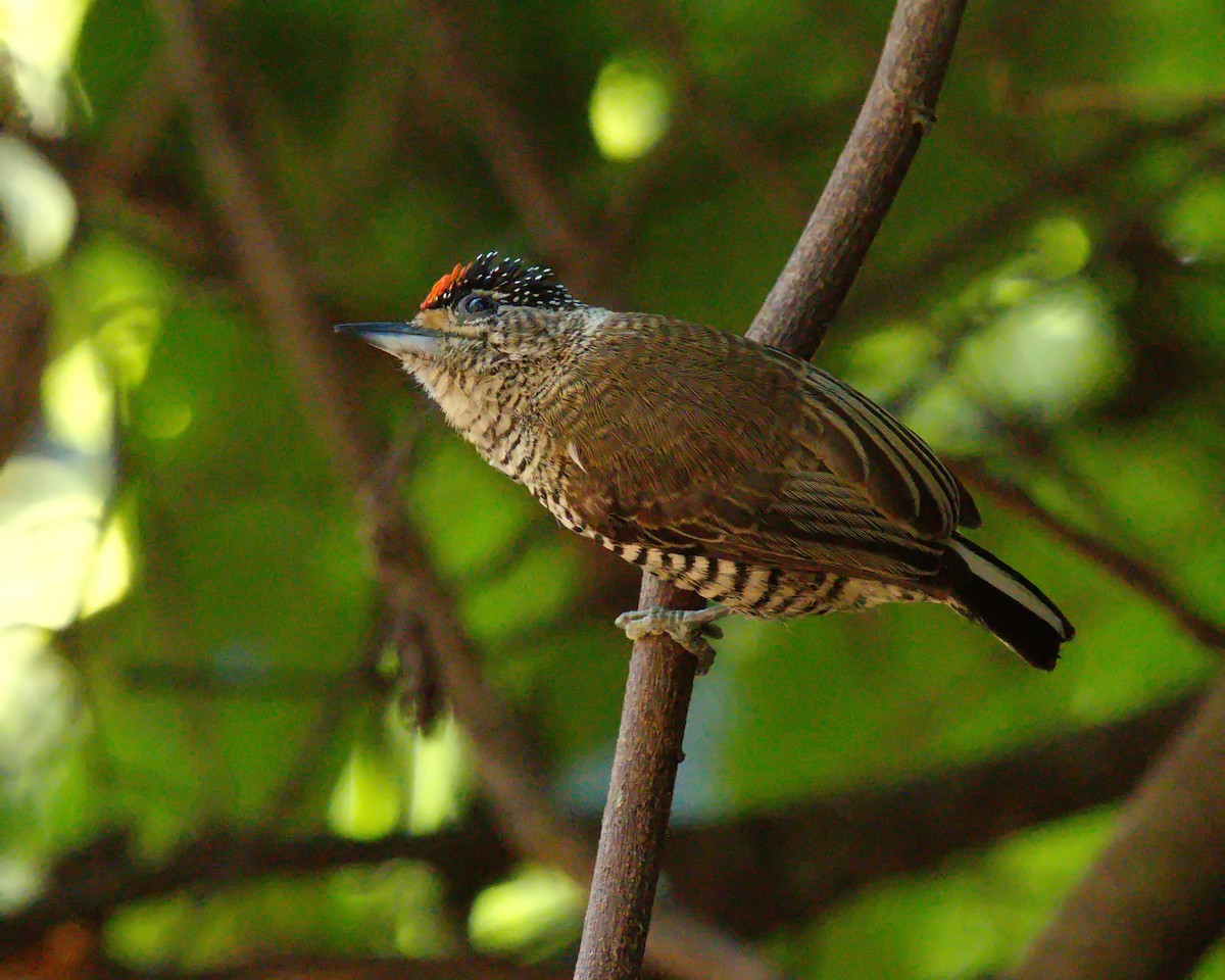 White-barred Piculet - ML620312601